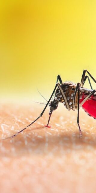 Dengue: entenda a doença saiba como se proteger do Aedes aegypti
